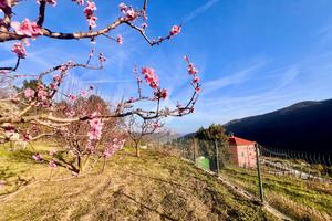 TER. AGRICOLO A RIALTO