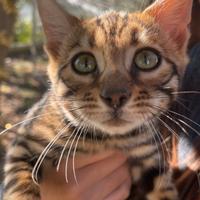 Gatti razza bengala