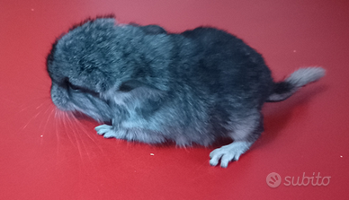 Cincillà maschio appena nato