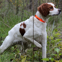 Breton femmina pronta caccia