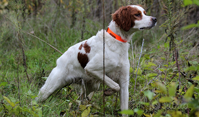 Breton femmina pronta caccia
