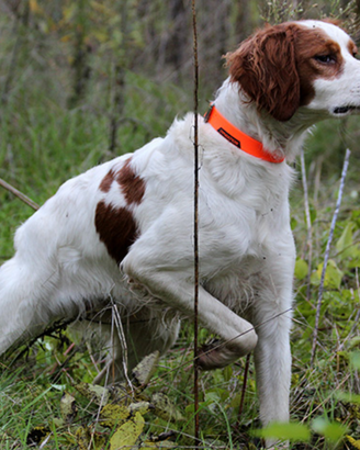 Breton femmina pronta caccia