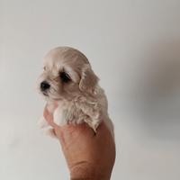 Cuccioli di maltipoo mini