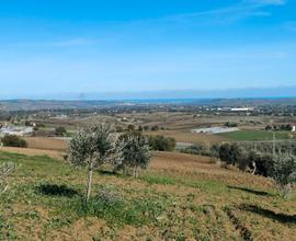 Terreno agricolo-oliveto