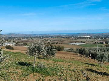 Terreno agricolo-oliveto