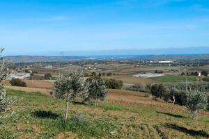 Terreno agricolo-oliveto