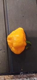 Peperoncino Jamaican Scotch Bonnet