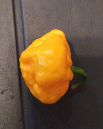 Peperoncino Jamaican Scotch Bonnet