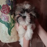 Cuccioli di Shihtzu