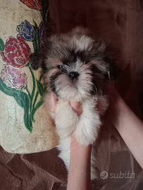 Cuccioli di Shihtzu