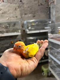 Inseparabili Fisher lutino