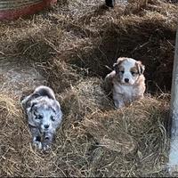 Cuccioli incrocio pastore