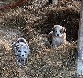 Cuccioli incrocio pastore