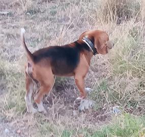 cane da caccia Beagle maschio 