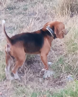 cane da caccia Beagle maschio 