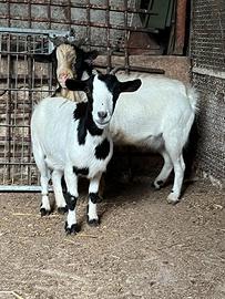 Coppia caprette nane originali