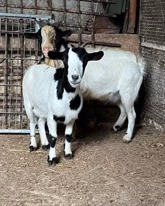 Coppia caprette nane originali