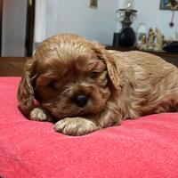 Cucciolo di cavalier king rubin con pedigree