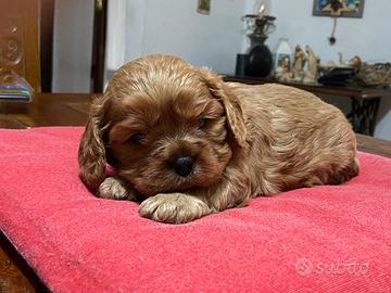 Cucciolo di cavalier king rubin con pedigree