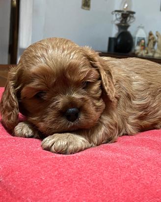 Cucciolo di cavalier king rubin con pedigree