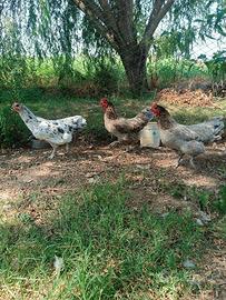 Galline Australorp