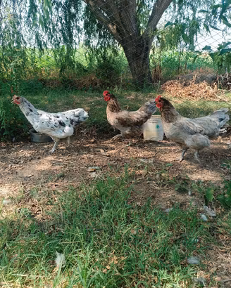 Galline Australorp
