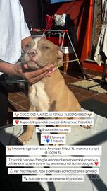 American pitbull taglia XL originali
