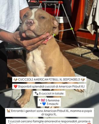 American pitbull taglia XL originali