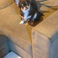 Chihuahua pelo lungo