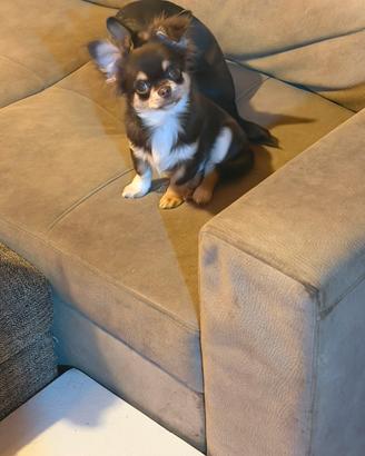 Chihuahua pelo lungo