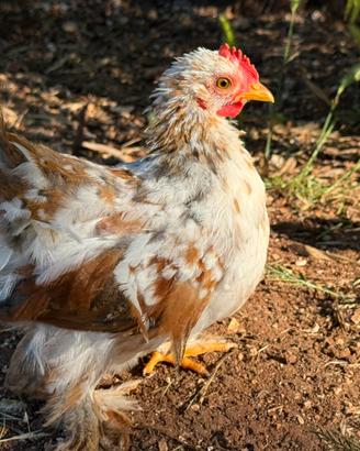 Galline - conciccina nana