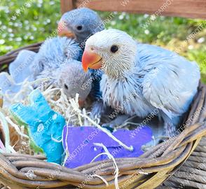 Parrocchetti dal Collare baby