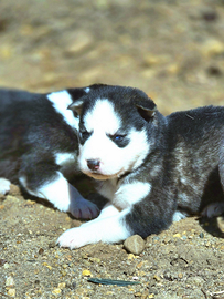 Siberian husky cuccioli referenziati