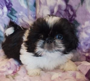 Shih Tzu