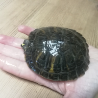 Tartaruga d'acqua ca 8,5 cm con acquario