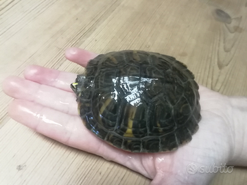 Tartaruga d'acqua ca 8,5 cm con acquario