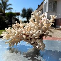 Corallo bianco