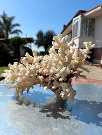 Corallo bianco