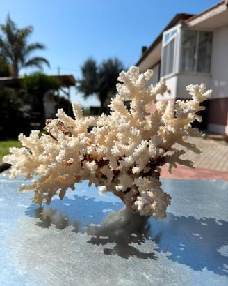 Corallo bianco