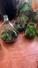 Terrarium e damigiane secorate