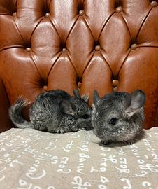 Cucciole di cincilla