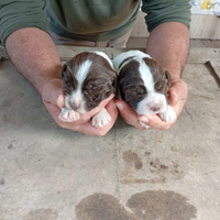 Cani da caccia