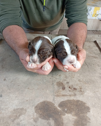 Cani da caccia
