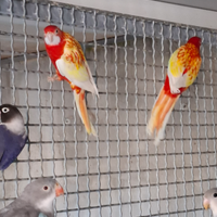 Roselle rubino e pennant