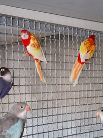 Roselle rubino e pennant