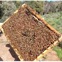 Telaini covata opercolata