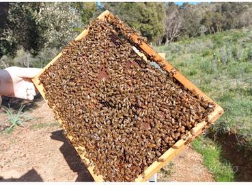 Telaini covata opercolata e nuclei