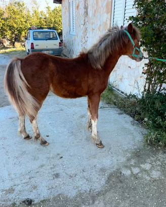 Pony Welsh