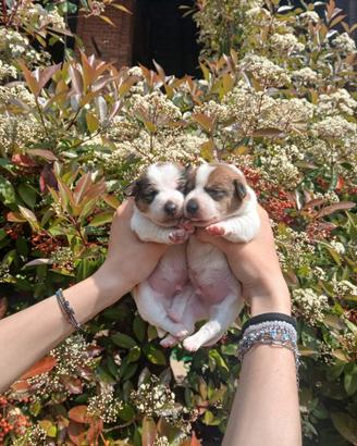 Cuccioli di Jack russel terrier