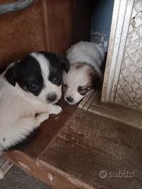 Cuccioli meticcio